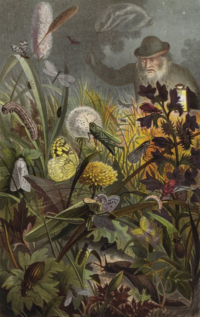 Nocturnal Activity of Insects by European School